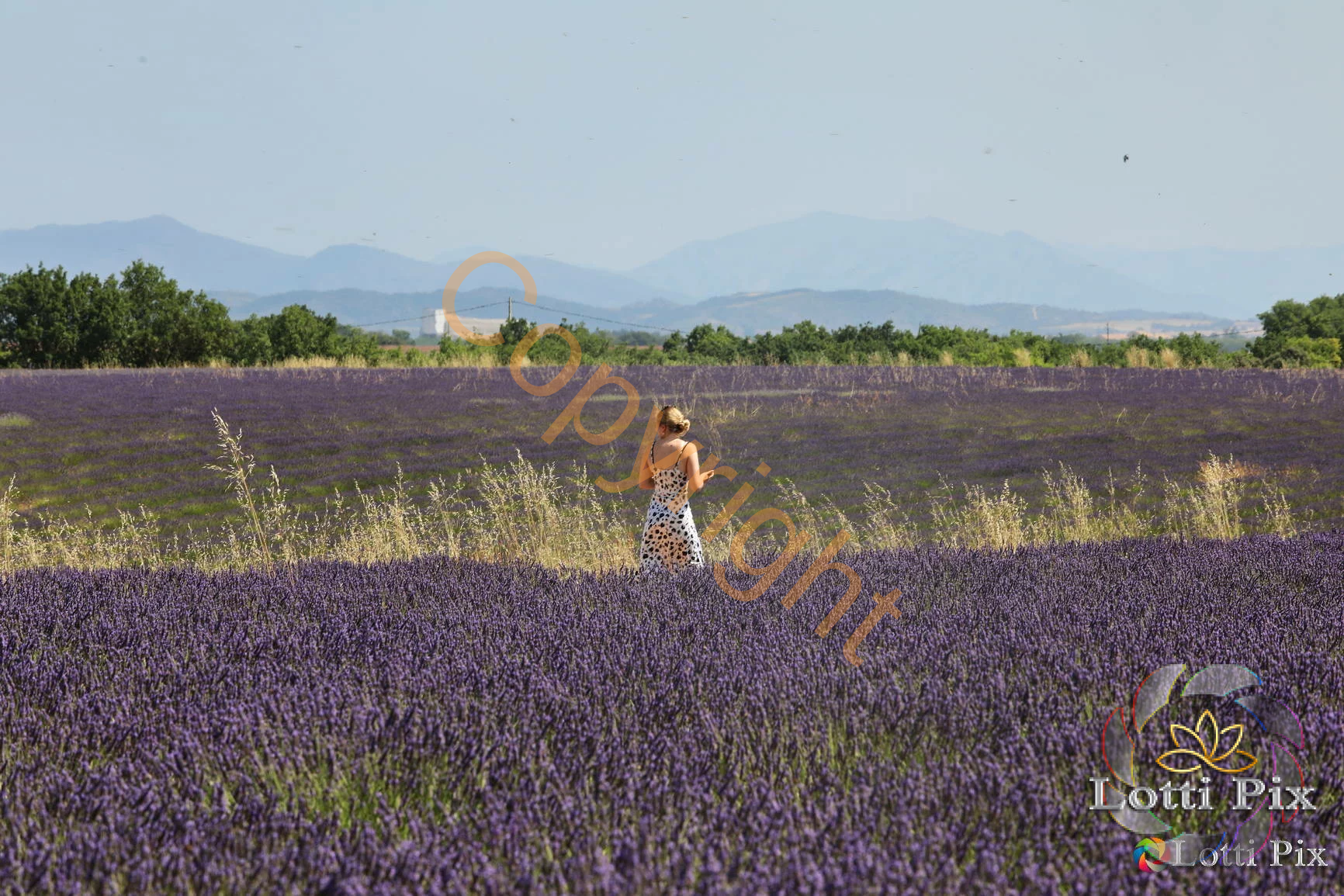 Champs de Lavandes au printemps